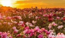 与众不同的春游