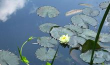 我的水莲花闺蜜