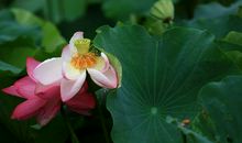 美丽的莲花公园