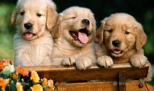 难忘金毛的那双眼