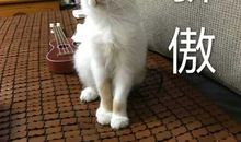 我想养一只狗读后感