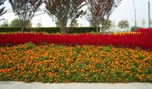 谁踩碎了一地花影