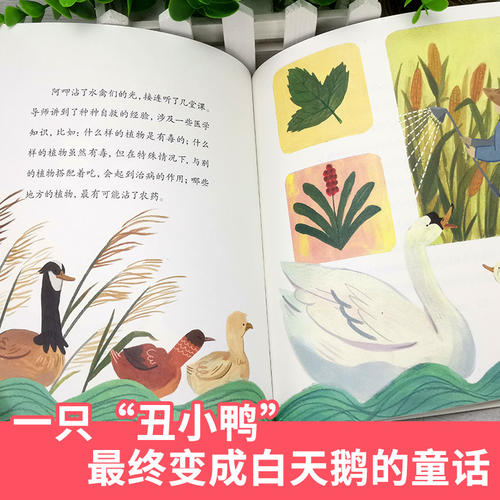 阿加，白鸭