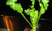 那一抹淡淡的新绿