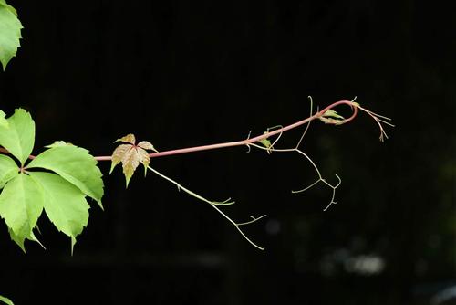 普通花到处绽放