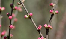 清明·踏青·东台山