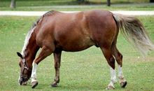 好马未必不吃回头草