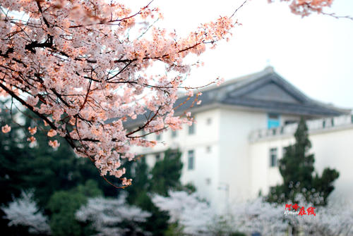 春天，你又来了