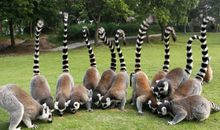 美丽的野生动物园