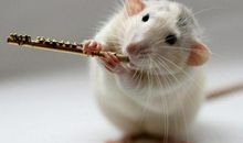 我的小萌鼠