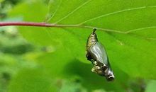 破茧成蝶的故事