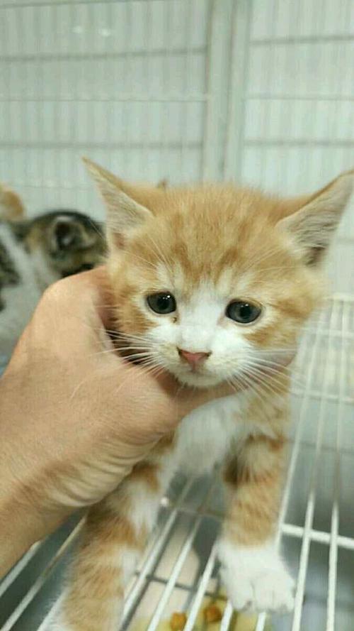 我们的小猫