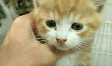 我们家的小花猫