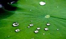 古诗中的植物世界