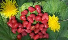 带甜味的花裙子读后感