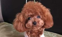 我家有只可爱的小泰迪