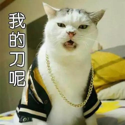 小猫小雪
