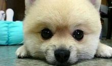 我的小狗“哈哈”