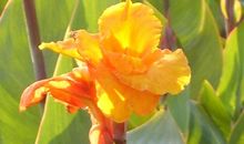 观察美人蕉的日记