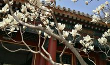 院子里的白玉兰