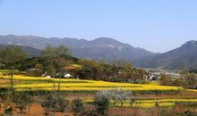 自然中的那抹纯