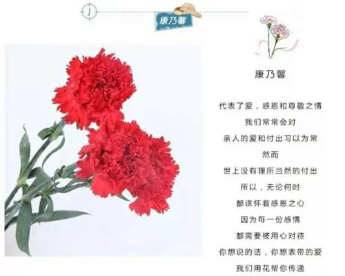 妈妈我欠你一束康乃馨