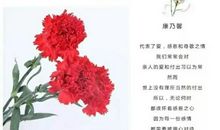 妈妈我欠您一束康乃馨