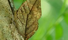 我是一只枯叶蝶