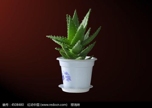 那盆仙人掌