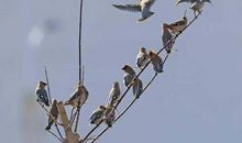 一只小鸟的旅行