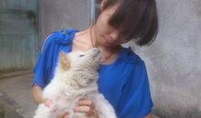 我喜欢我家的小狗