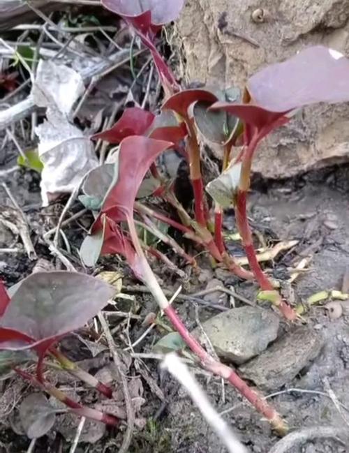 故乡香椿芽