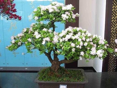 我的阳台植物角