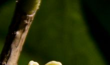 藏在心中的桂花香