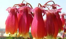 幸福在等候中花开