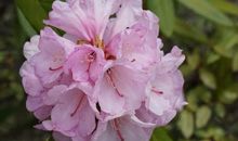 红艳艳的杜鹃花