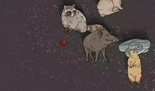 蝙蝠给人类的一封信