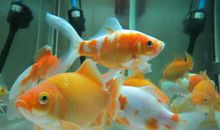 我的动物朋友金鱼