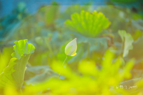 凉爽的夏天