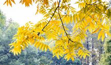 森林公园美如画