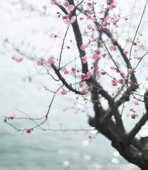 春姑娘的身影