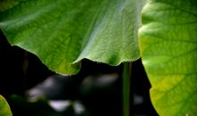 读《荷叶露珠》有感