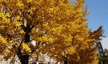 校园里的那抹金黄