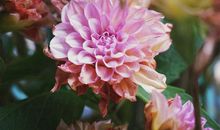 外婆家的“花武将”