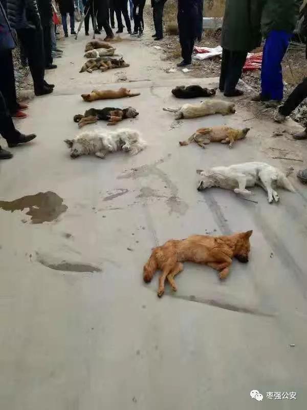 偷狗者