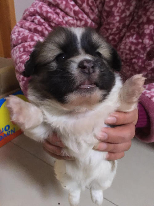 调皮的小豆