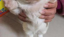 调皮捣蛋小豆丁