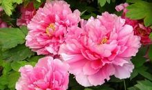 人生难得一知己