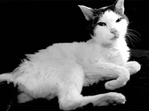 猫的公司