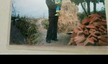 忘不了家乡的柚子树